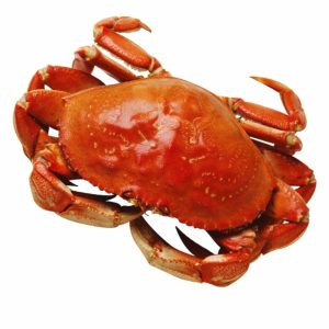 Crabster Fresh 100% by North Sea